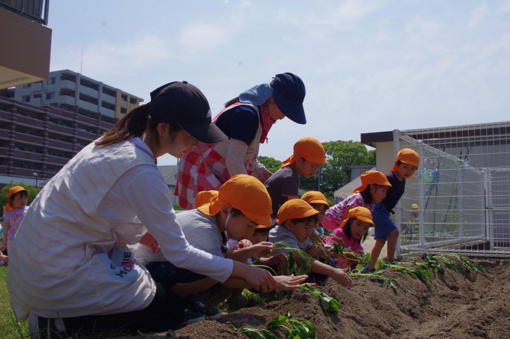 芋の苗植え 栄美保育園 おしらせ ブログ